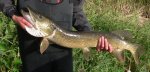 pike.JPG