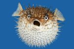 9edcccf3-9ef9-4776-9876-6d7cca4cd6a1_Puffer-Fish_600.jpg
