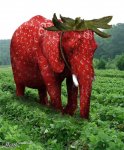 strawberry elephant.jpg