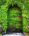 Vine_Covered_Door.jpg