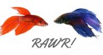 betta-fish-fighting-750x400.jpg