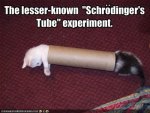 funny-pictures-schrodinger-does-an-experiment-with-a-tube-and-kittens.jpg