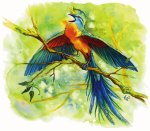 elysian thrush 001.jpg