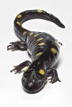 Salamander 001.jpg