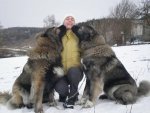 a47f811ee001514d90e300621c224e12--caucasian-mountain-dogs-caucasian-shepherd-dog.jpg