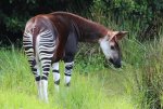 Okapi.jpg