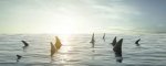 shark fins 001.jpg