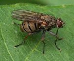 tiger fly 002.jpg