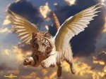 tigerfly 001.jpg