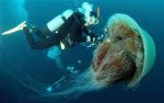 jellyfish, giant 001.jpg
