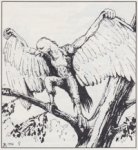 Aarakocra 1996 - Polyhedron 121.jpeg