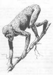 kech 001.jpg