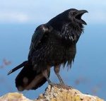raven 001.jpg