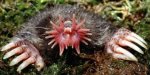 Brain mole 002.jpg