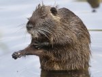 nutria monk.jpg