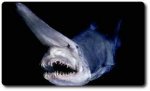 goblin shark.jpg