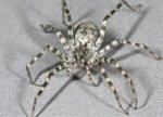 spider.jpg