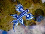 tmp_3376-Blue_dragon-glaucus_atlanticus_(8599051974)-1006022159.jpg