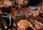 tmp_3376-320px-Hermissenda_crassicornis_1-2042828074.jpg