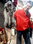 Rat, giant rous(sumatran) 001.jpg