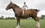 Horse, freakin huge.jpg