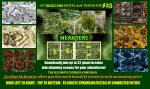meanders promo 1.jpg
