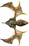 banshee-warbird-spelljammer-deck-plan.jpg
