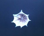 42webbed%20octopus.jpg
