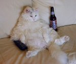 kittybeer.jpg