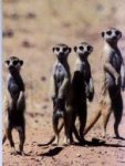 meerka61.jpg