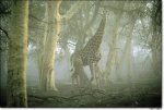 giraffe.JPG