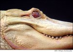 albino1.jpg