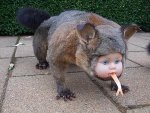 freaky-doll-taxidermy.jpg