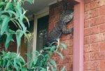 goanna.jpg