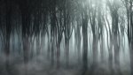 foggy-forest-landscape_1048-11805.jpg
