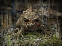 wonka-grumpy-frog-1-5f7b52bd-fanh.jpeg