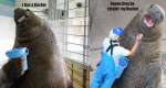 walrus bucket.gif