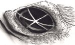 eye.jpg