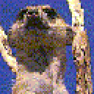 mehrkat