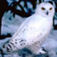 SnowyOwl