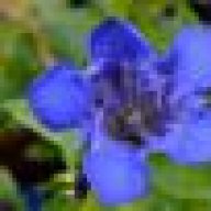 blueherald
