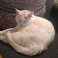 Vakii