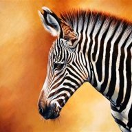 BigZebra