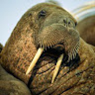 TechWalrus