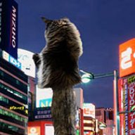 GiantKitteness