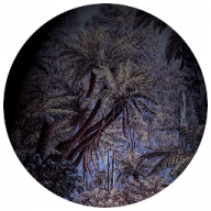 synexo