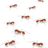ninth_ant