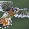 Kestrel