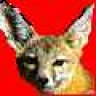 kitfox