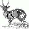 Banaticus